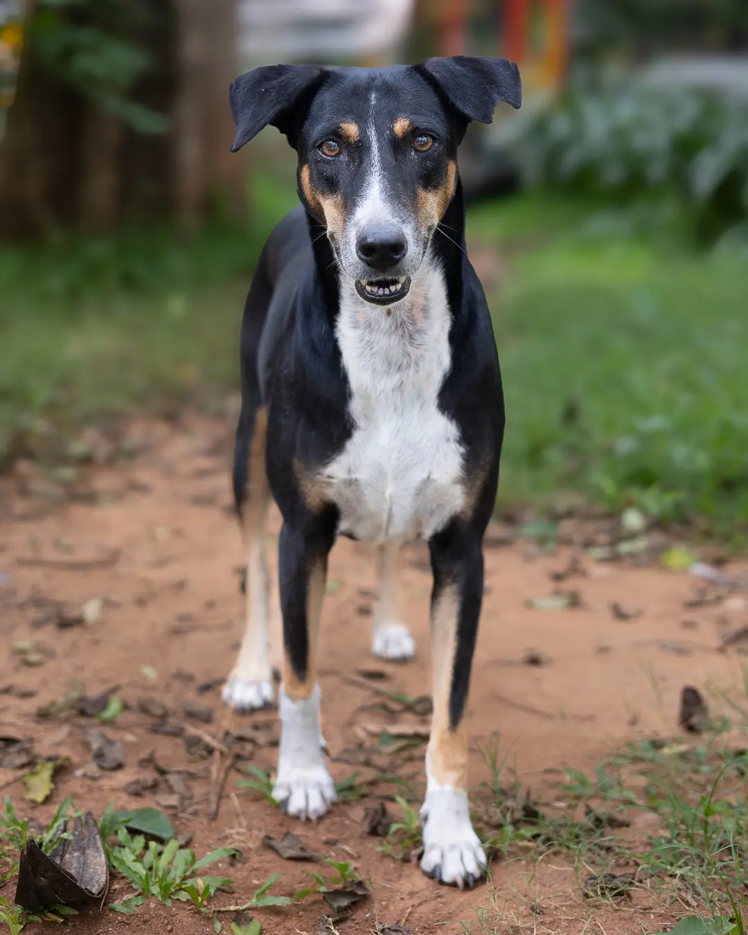 Indian street dog Bangalore, tricolour dog standing on earthy ground