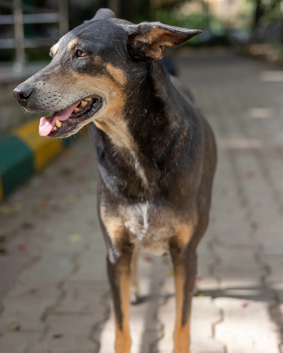 Street dog pet photography Bengaluru, dog with tongue out in sunlight