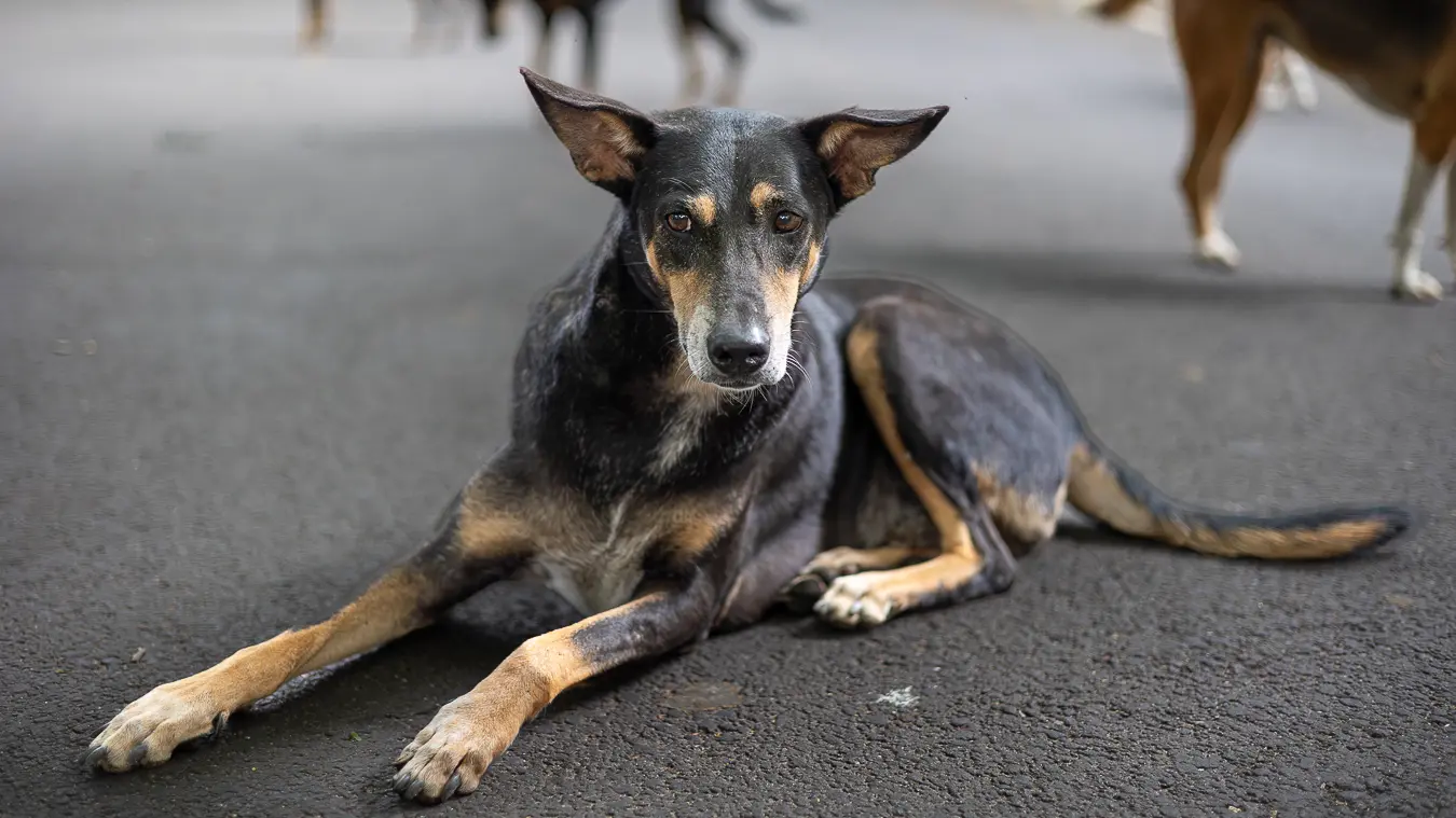 Stray dog Bangalore, black and tan dog resting calmly