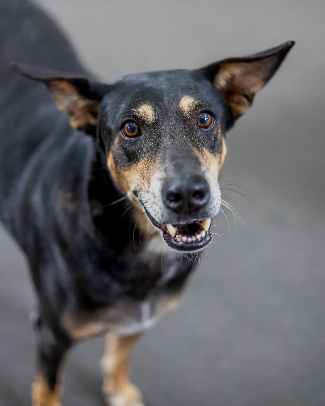 Street dog photography Bangalore, dog looking at camera with bright eyes