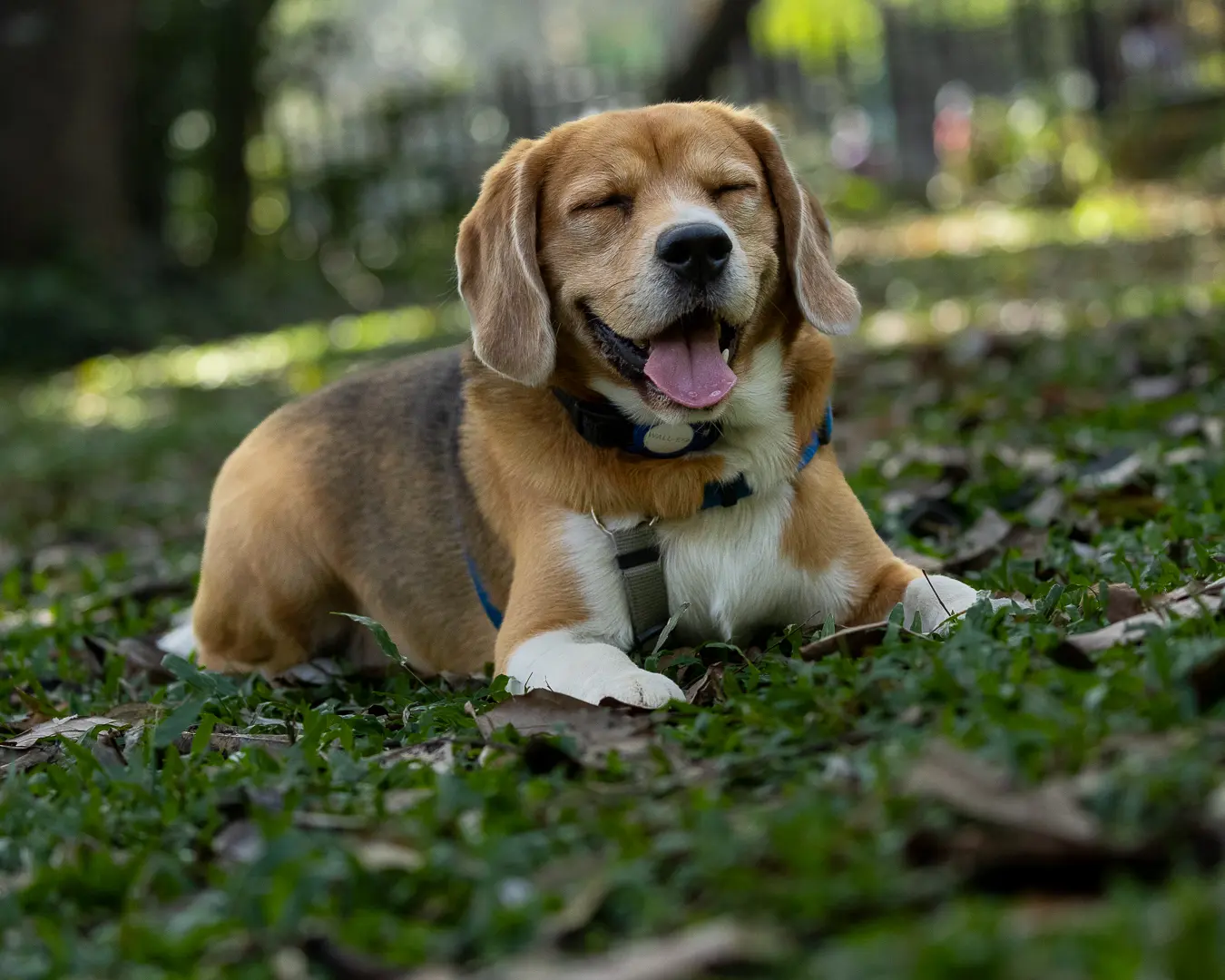 Pet photography Bangalore, Wall-E smiling with eyes closed on the grass