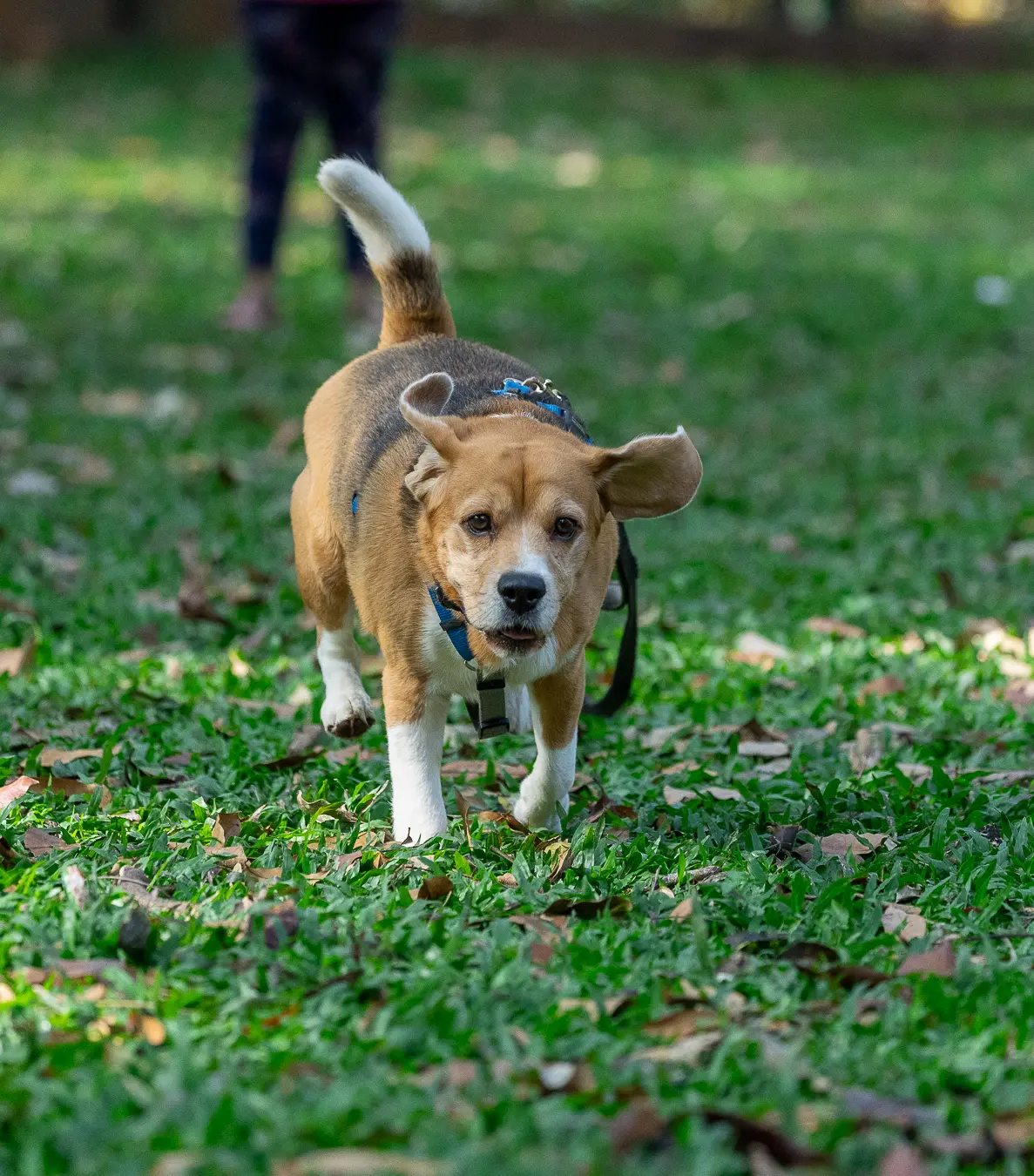 Pet photography Bengaluru, Wall-E strutting confidently on the grass