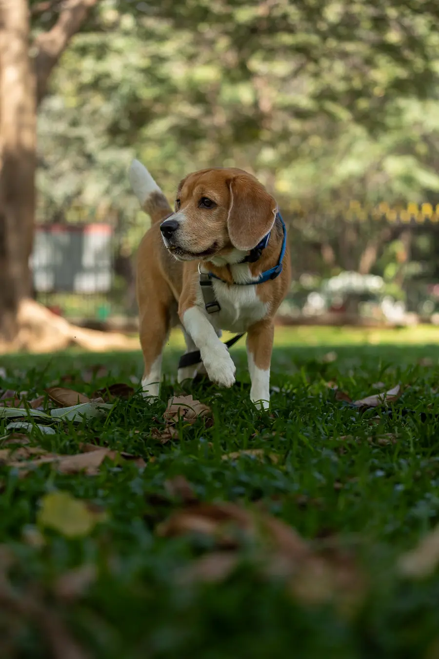 Dog photography Bengaluru, Wall-E walking through the park