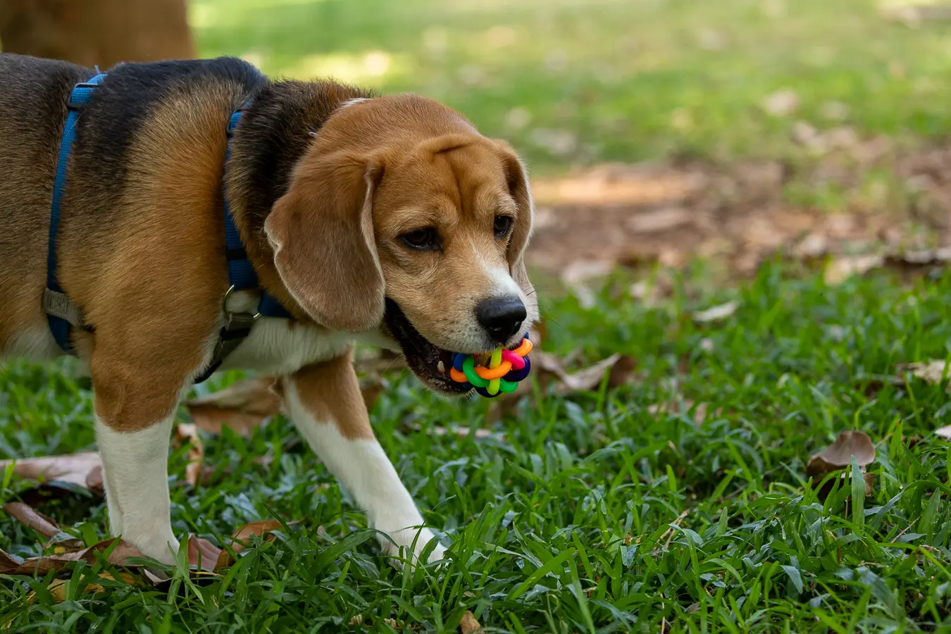 Pet portrait Bangalore, Wall-E playing with a colorful toy