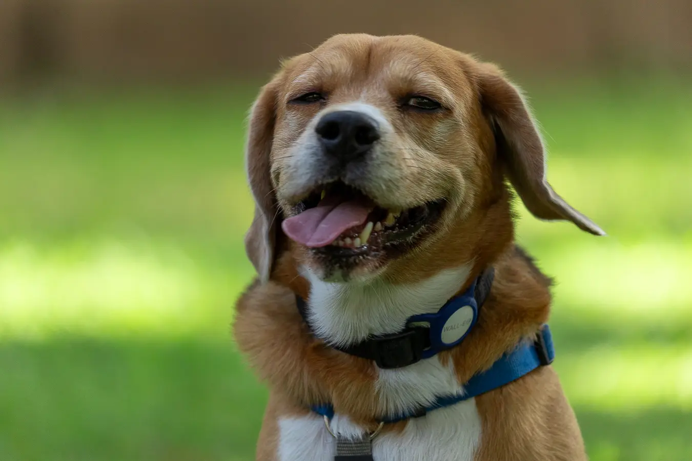 Wall-E: The Superdog Photoshoot Extravaganza!, Pet Photography Bangalore by Paws of Persistence