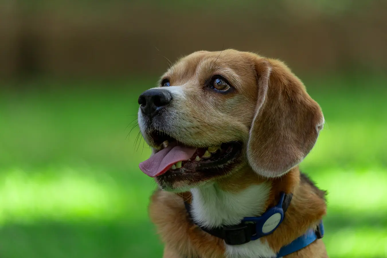 Dog photoshoot Bangalore, Wall-E looking up with tongue out