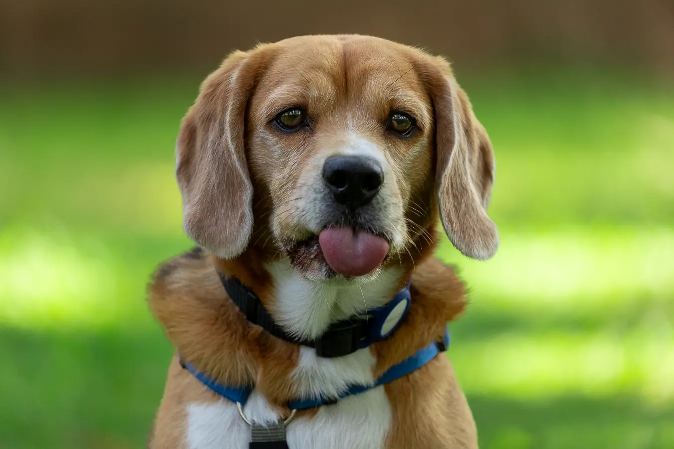 Pet photography session Bengaluru, Wall-E staring into camera