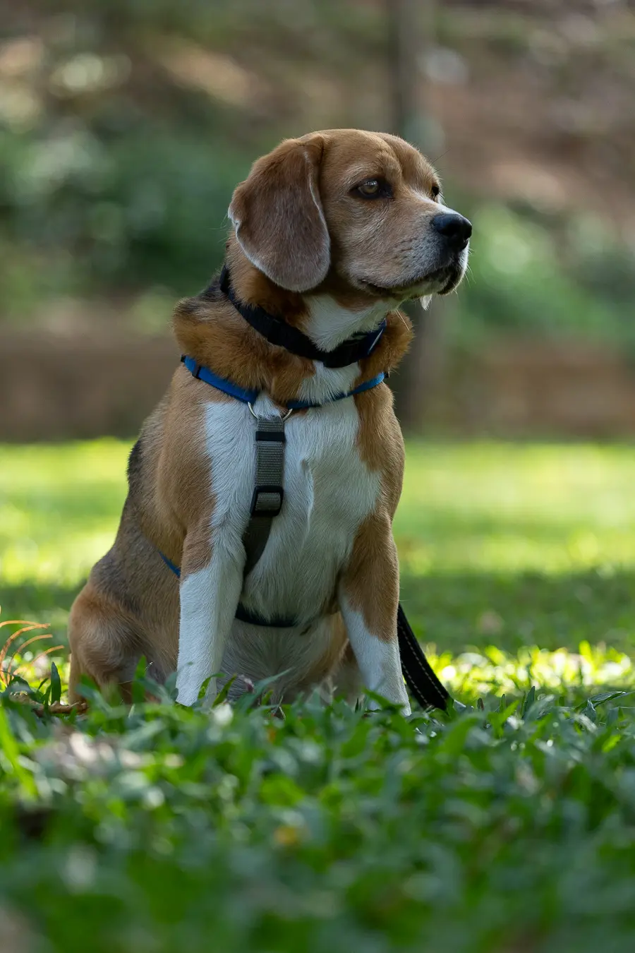 Dog portrait Bangalore, Wall-E sitting majestically in the grass