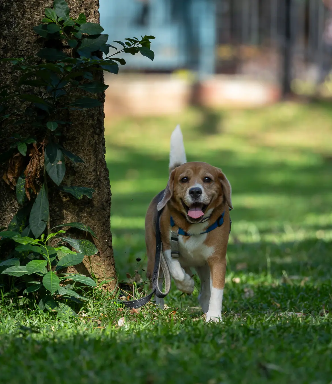 Pet photography Bengaluru, Wall-E running happily near a tree