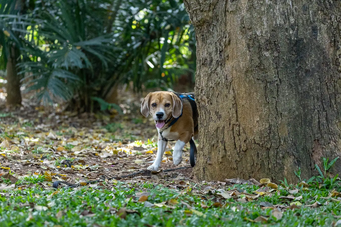 Dog photoshoot Bangalore, Wall-E peeking from behind a tree