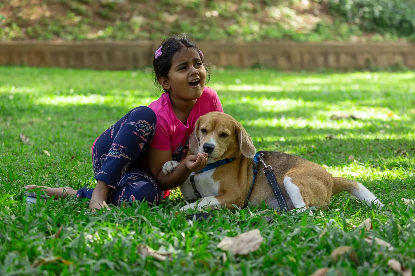 Dog photography Bengaluru, child feeding beagle a treat