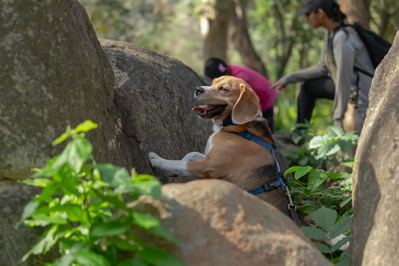 Dog photoshoot Bengaluru, beagle climbing on a rock