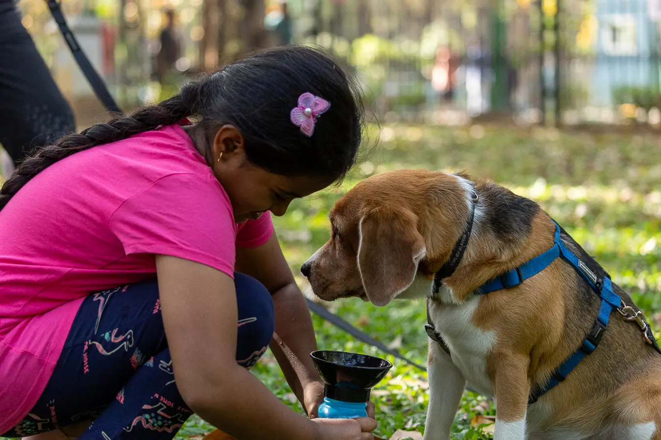 Dog photography Bengaluru, girl helping beagle drink water