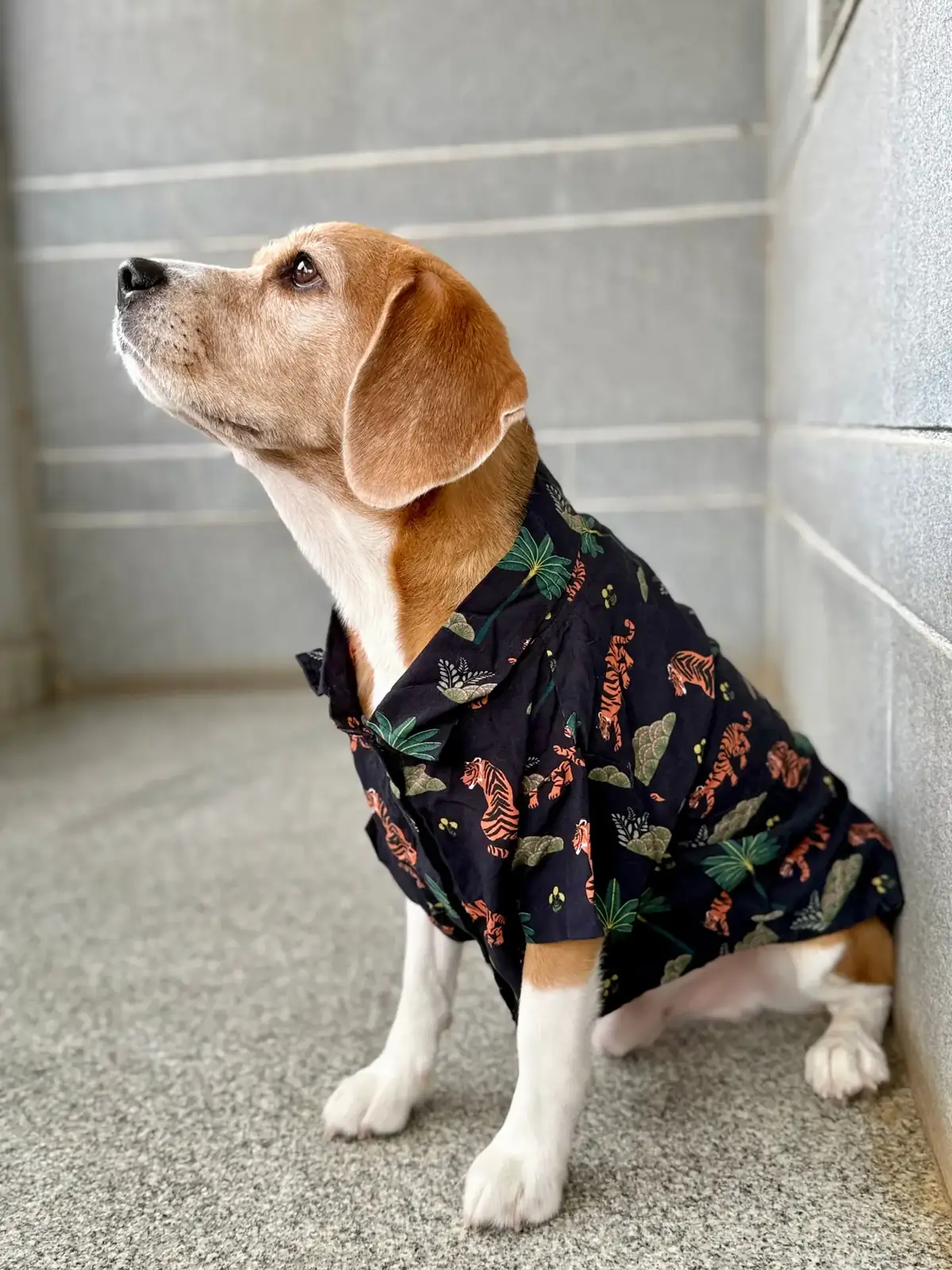 Wall-E, a beagle in a tropical-print shirt, sitting and looking up attentively